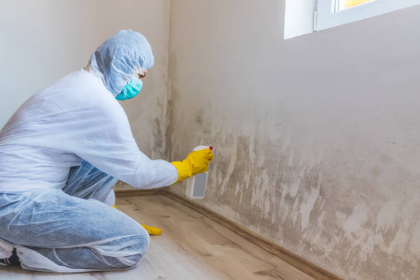 Licensed Basement Mold Remediation service in Northport, MI - WQB Mold Removal
