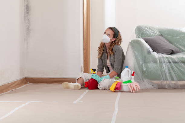 Reliable Basement Mold Remediation contractor in Northport, MI by WQB Mold Removal